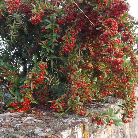 فندق بانسانوفي  Solomia المظهر الخارجي الصورة
