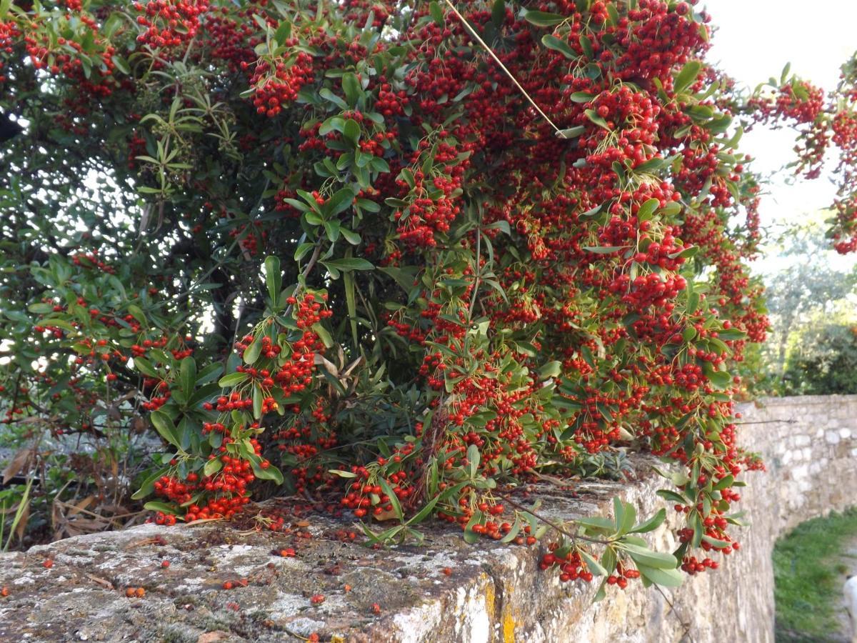 فندق بانسانوفي  Solomia المظهر الخارجي الصورة